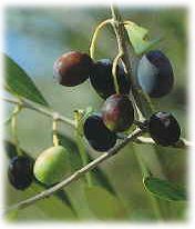 olive varieta' taggiasca