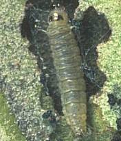 larva di Prays oleae